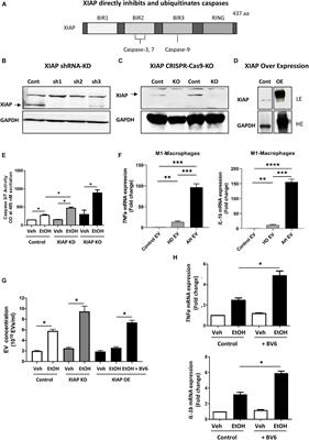 XIAP Knockdown in Alcohol-Associated Liver Disease Models Exhibits Divergent in vitro and in vivo Phenotypes Owing to a Potential Zonal Inhibitory Role of SMAC